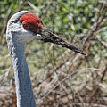 Sandhill Crane