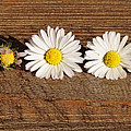 Daisies