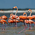 Flamingo Feeding