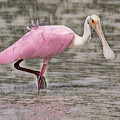 Florida Spoonbill