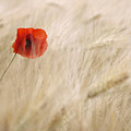 Single Poppy in a Wheat Field